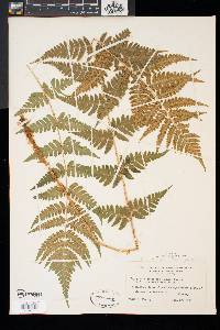 Dryopteris x slossoniae image