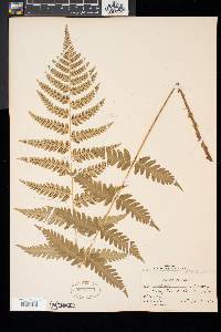 Dryopteris x slossoniae image