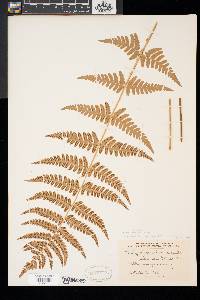 Dryopteris x slossoniae image