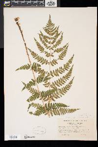 Dryopteris x slossoniae image