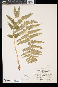 Dryopteris x slossoniae image