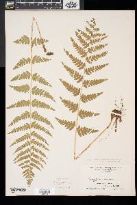 Dryopteris x slossoniae image