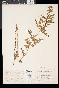 Dryopteris x slossoniae image