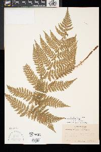 Dryopteris × triploidea image