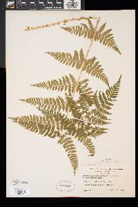 Dryopteris × triploidea image