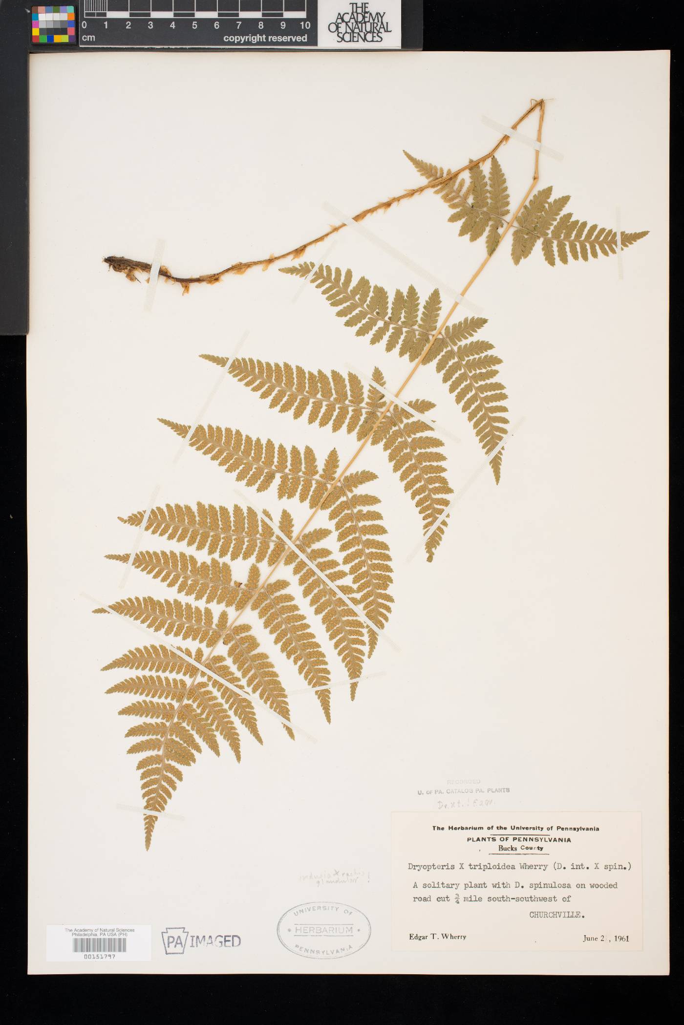 Dryopteris × triploidea image