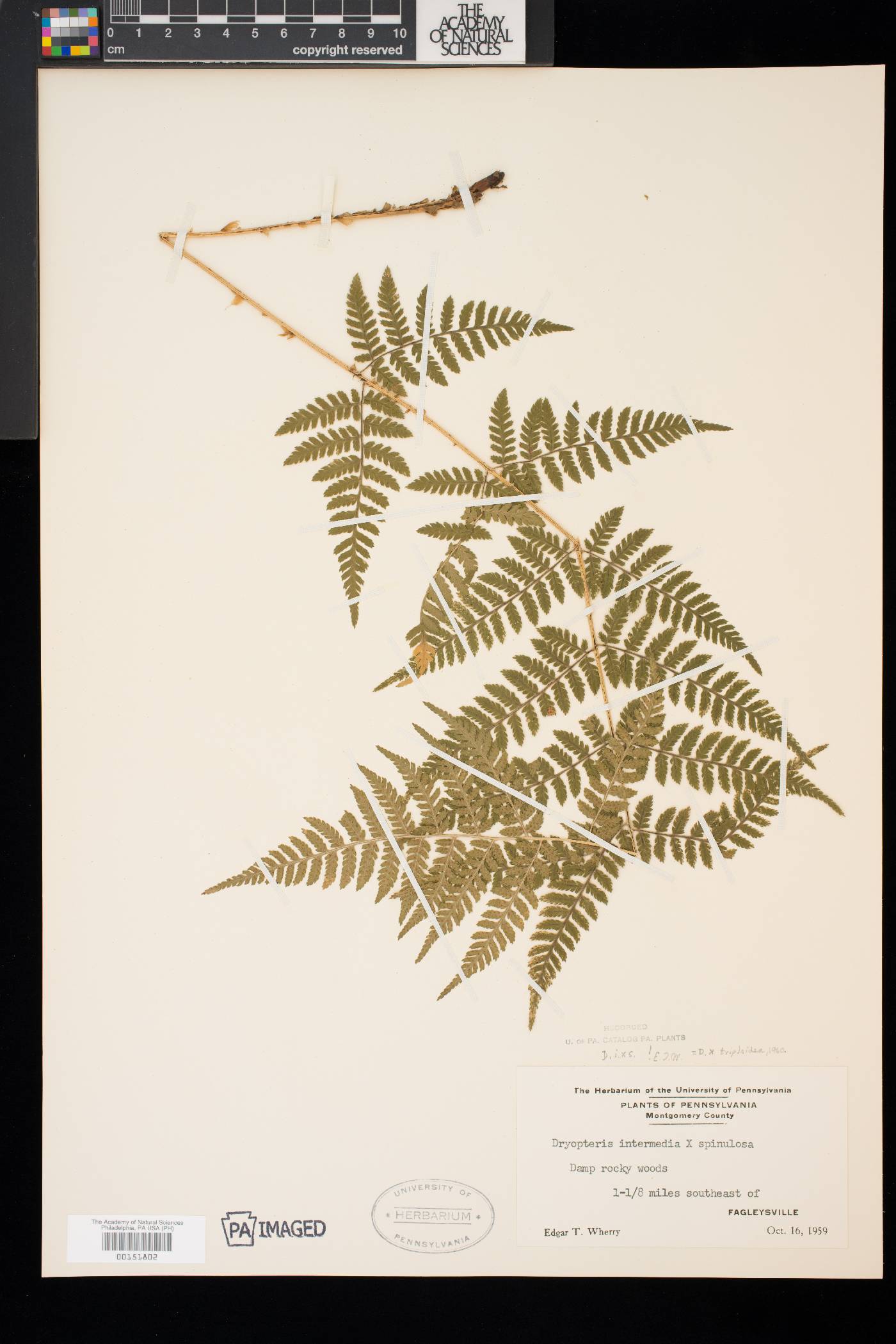 Dryopteris × triploidea image