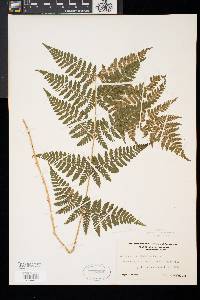 Dryopteris × triploidea image