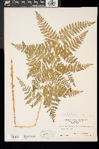 Dryopteris × triploidea image