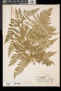 Dryopteris × triploidea image