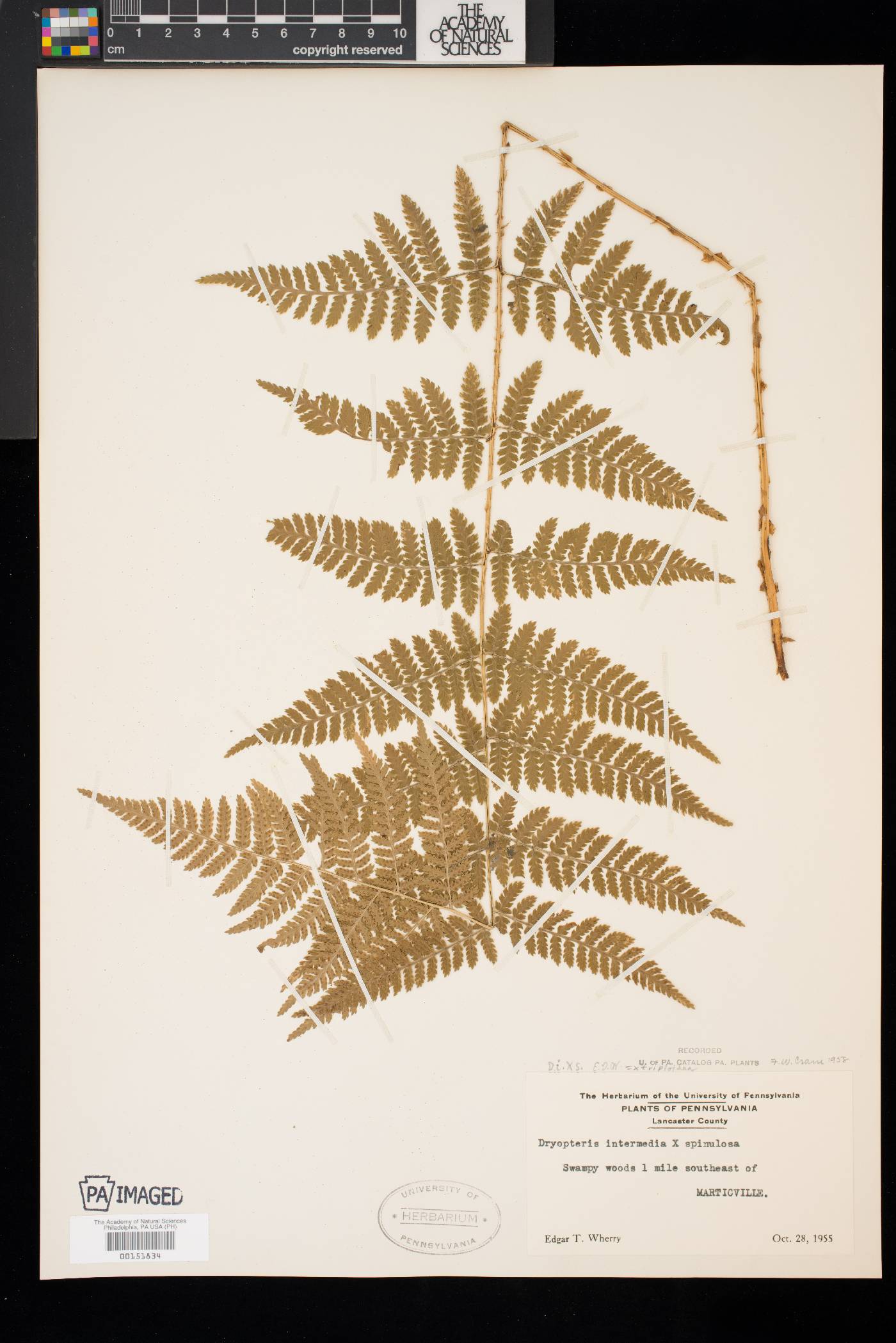 Dryopteris × triploidea image
