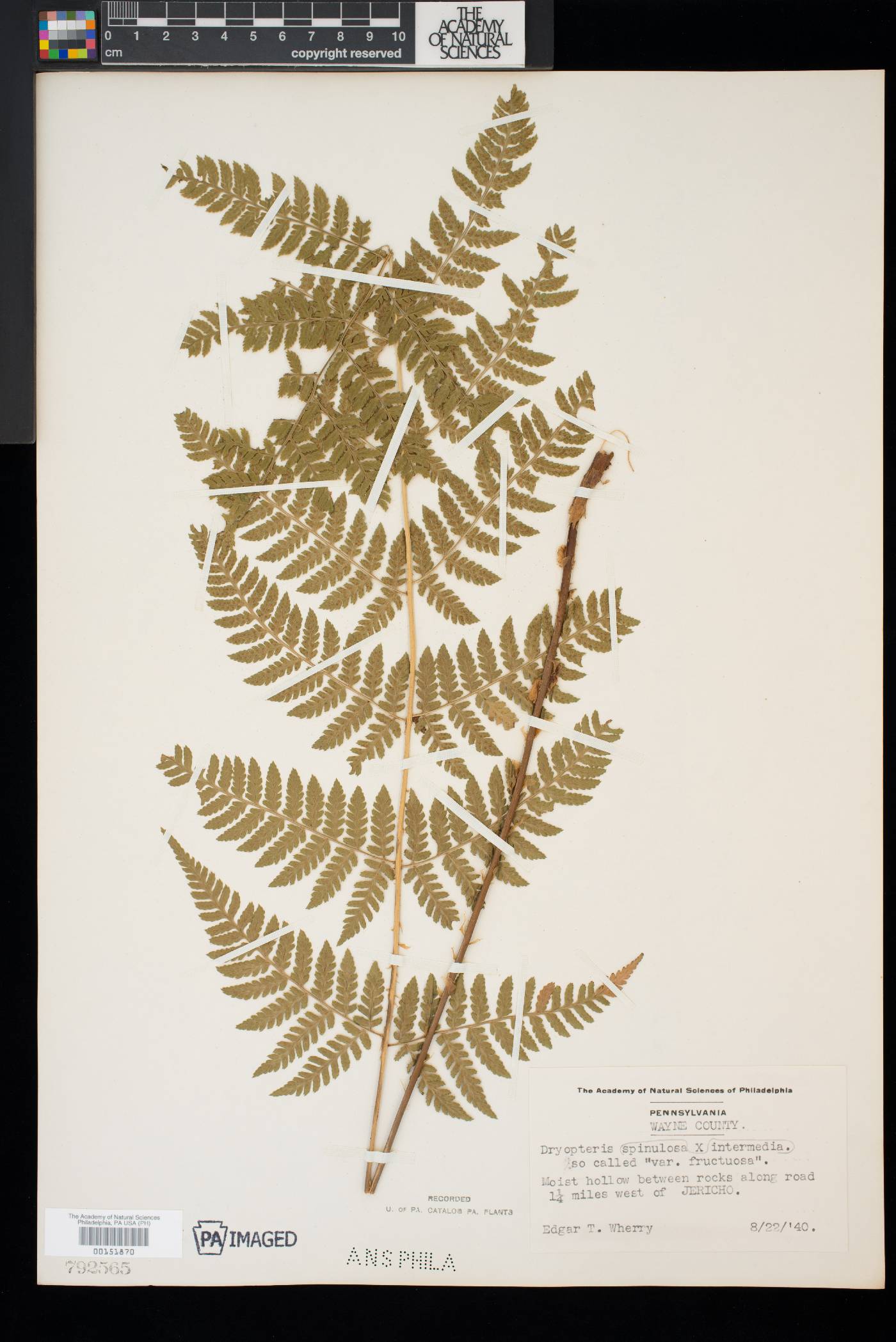 Dryopteris intermedia var. fructuosa image