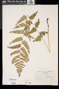 Dryopteris x uliginosa image