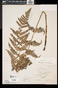 Dryopteris x uliginosa image