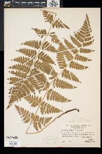 Dryopteris x uliginosa image