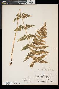 Dryopteris x uliginosa image