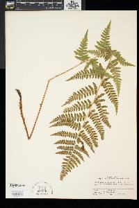 Dryopteris x uliginosa image