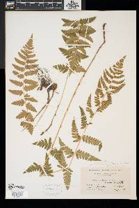 Dryopteris x uliginosa image