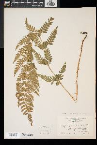 Dryopteris x uliginosa image