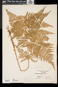 Dryopteris × triploidea image