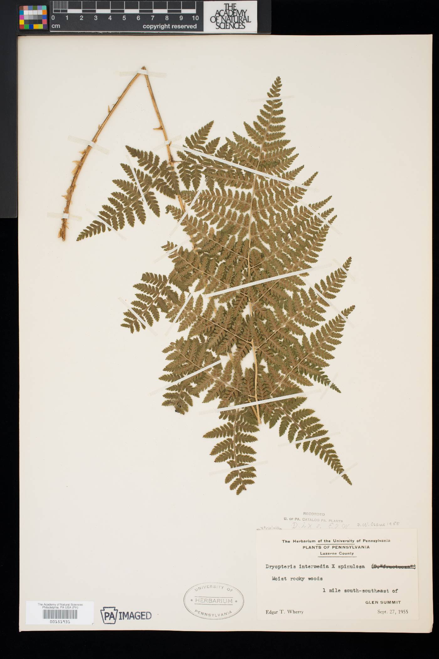 Dryopteris × triploidea image