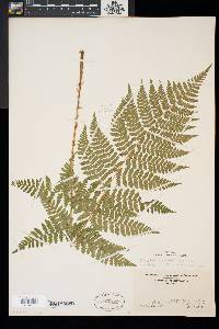 Dryopteris × triploidea image