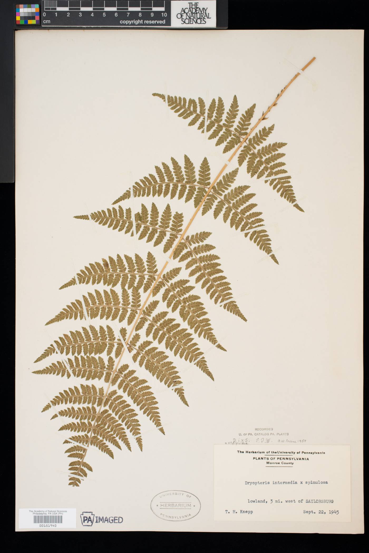 Dryopteris × triploidea image