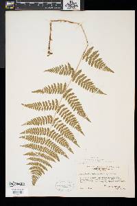 Dryopteris × triploidea image