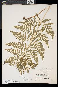 Dryopteris × triploidea image