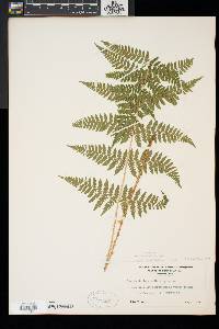 Dryopteris × triploidea image