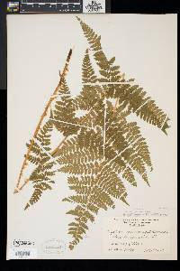 Dryopteris × triploidea image