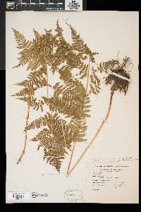 Dryopteris × triploidea image