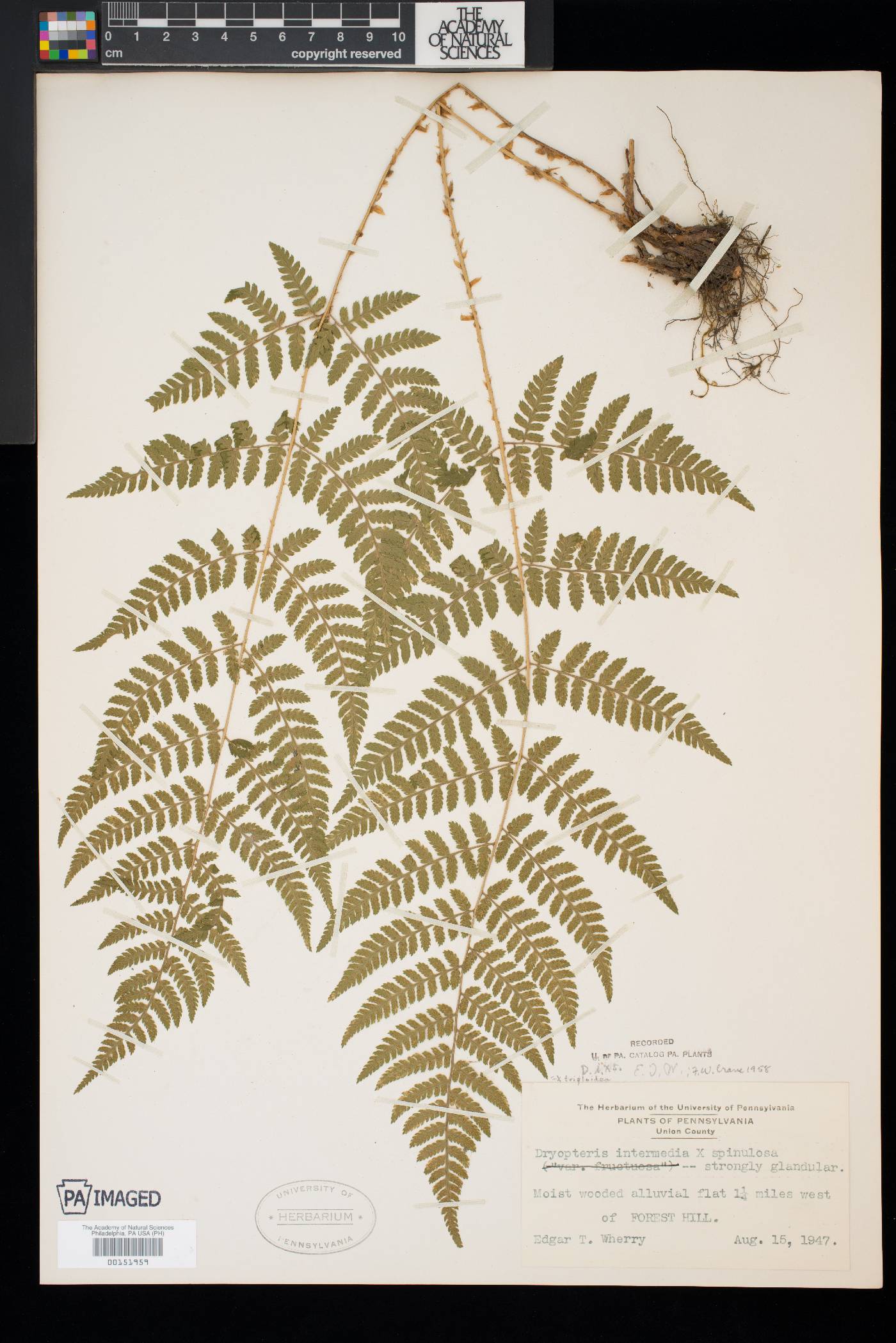 Dryopteris × triploidea image