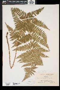 Dryopteris × triploidea image