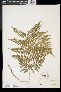 Dryopteris × triploidea image