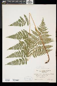 Dryopteris × triploidea image