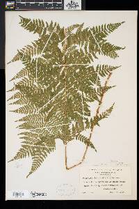 Dryopteris × triploidea image