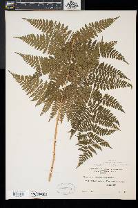 Dryopteris × triploidea image