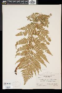 Dryopteris × triploidea image