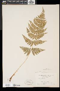 Dryopteris × triploidea image