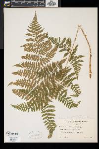 Dryopteris × triploidea image