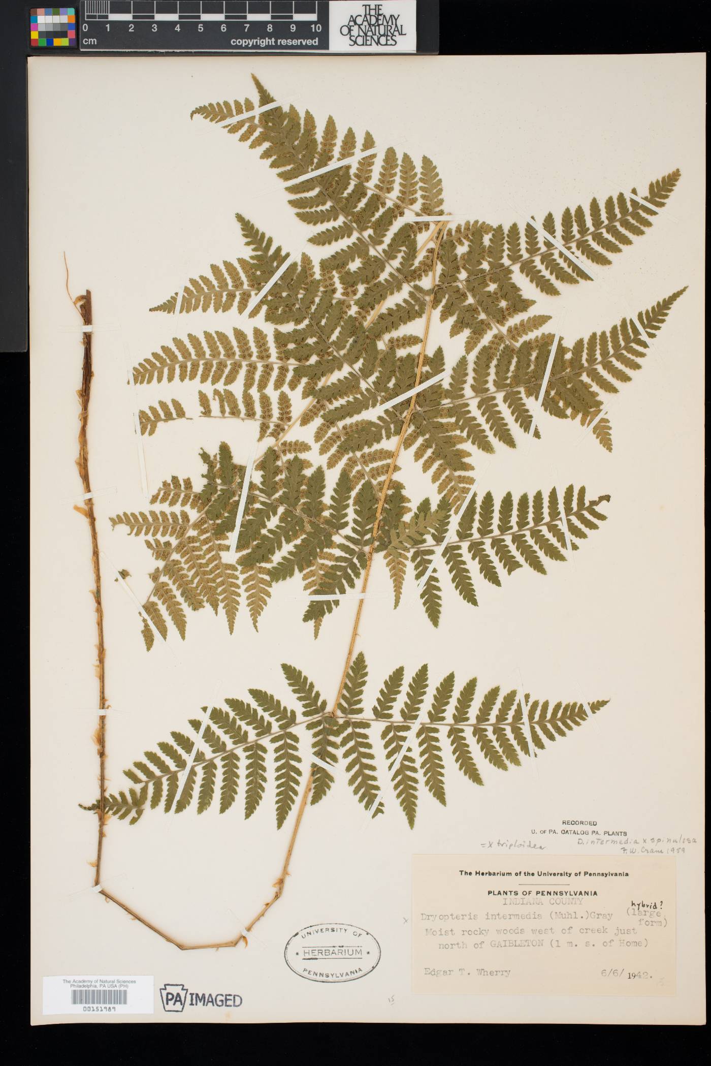 Dryopteris × triploidea image