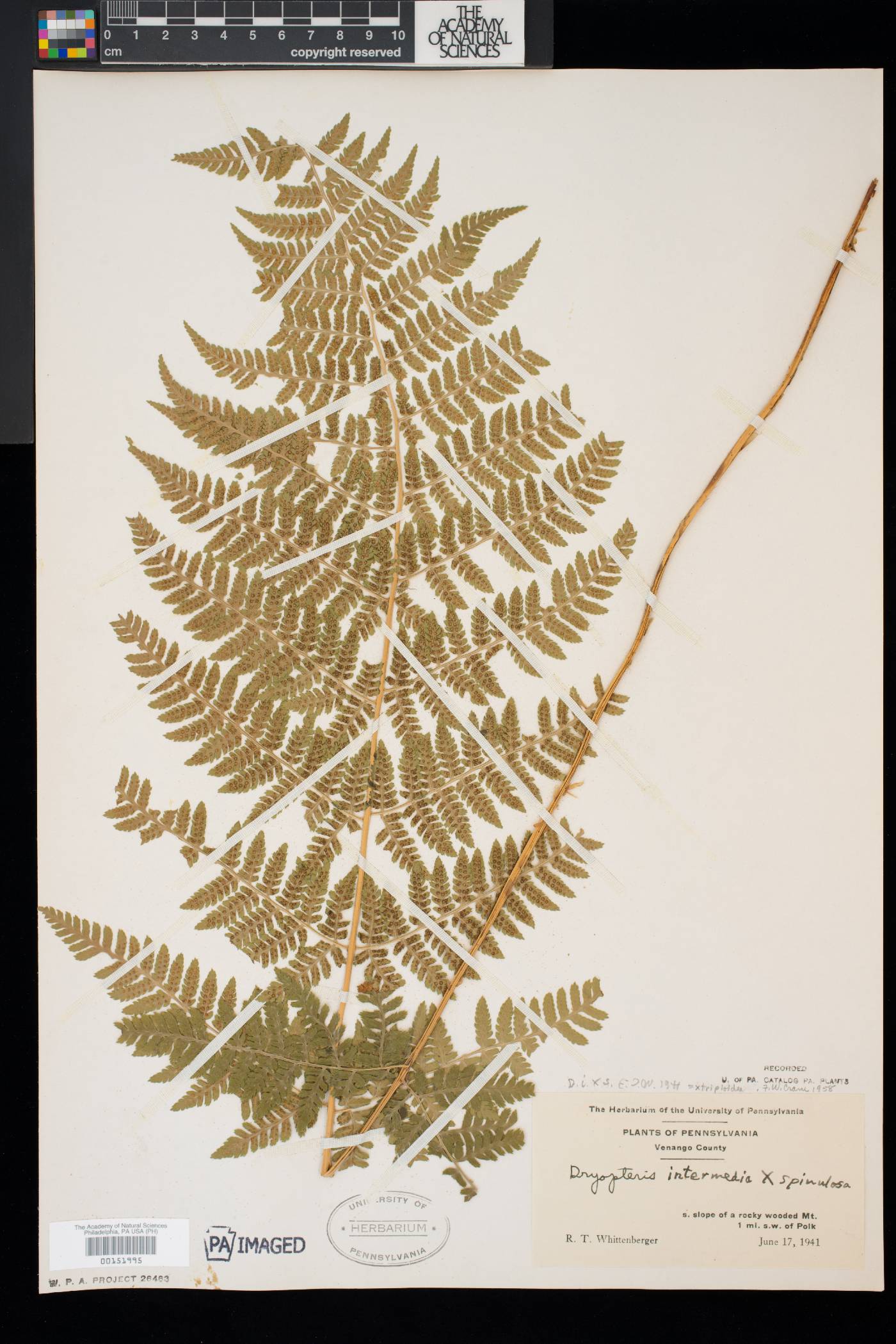 Dryopteris × triploidea image