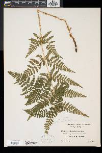 Dryopteris × triploidea image