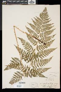 Dryopteris × triploidea image