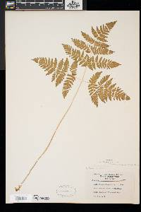 Gymnocarpium dryopteris image