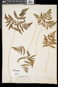 Gymnocarpium dryopteris image