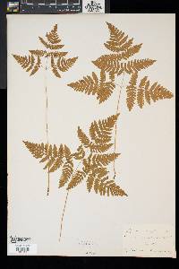 Gymnocarpium dryopteris image