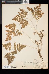 Gymnocarpium dryopteris image