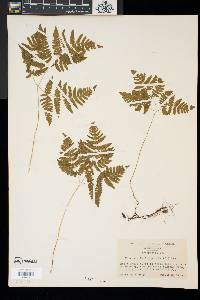 Gymnocarpium dryopteris image